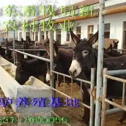 供应育肥肉羊,小尾寒羊,波尔山羊,山东牛羊养殖场供应商山东嘉祥肉牛肉羊养殖总场
