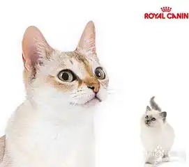 皇家猫粮喂食猫咪的注意事项