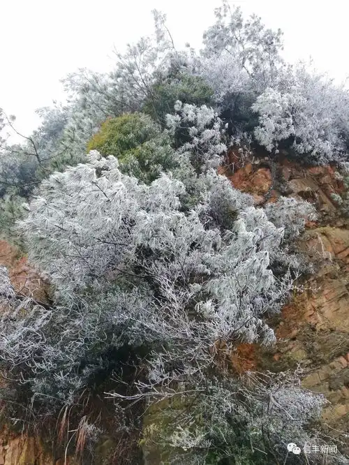 白茫茫一片一起到天华山上看冰凌美景吧