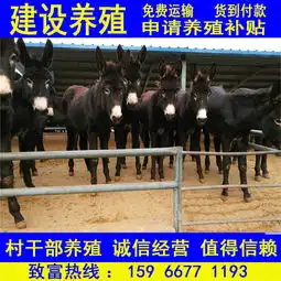 一头肉驴苗需要多少钱200多斤的驴苗价格小驴多少钱一头