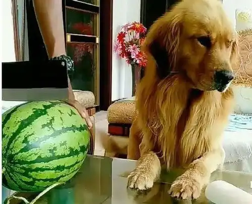 在金毛面前切开藏有狗崽的西瓜金毛表情亮了我儿子是西瓜太郎