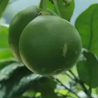 绿色头像图片,好看绿色未成熟的柚子图片