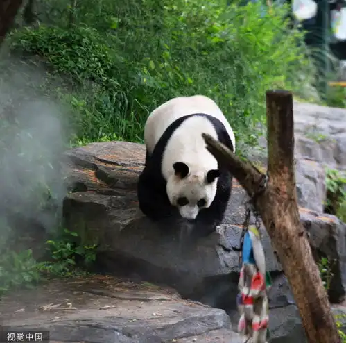 南京大熊猫五一营业憨态可掬惹人爱