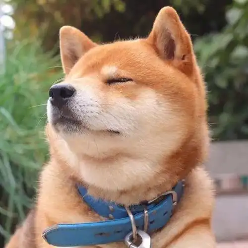 头像来了今天是非常不好的一天,但你的人生是非常美好的人生