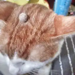 家里有只猫咪,掉的猫毛如何处理