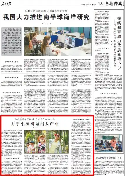 关注万宁槟榔产业发展小槟榔做出大产业