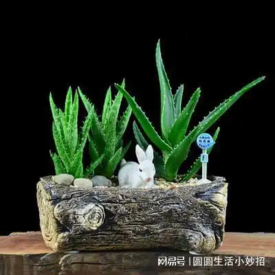 阿司匹林用啤酒泡一下,用途真厉害,轻松省下几百,还有人不懂