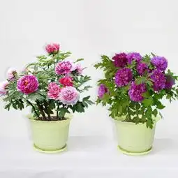 家里庭院空荡荡不如就种这4种花,开花之后香满园