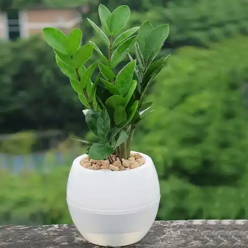 这几种植物,在冬季扦插,春季就能收获美美的盆栽啦