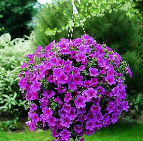 5种花,四季花开,家里养一盆,胜过香水