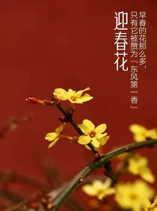 一脚踩进春天的浪漫里陇南市花给你点颜色看看凤凰网甘肃凤凰网