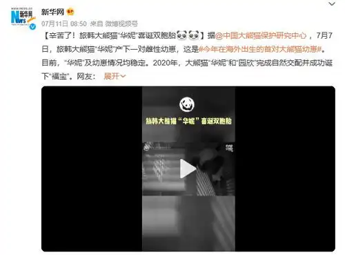 华妮再添宝儿旅外大熊猫频出圈