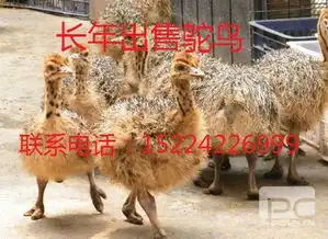 常年出售各年龄段孔雀供应商福临门机械厂