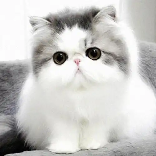 猫为什么会抓东西送给你波斯猫哪里买波斯猫宠物课堂
