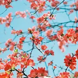 城市花草有意境唯美微信头像3