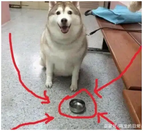 狗狗太胖被送去奶奶家减肥,一年后去接二哈,进屋一看傻眼了