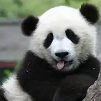 熊猫头像真实可爱图片贱萌熊猫qq头像大全