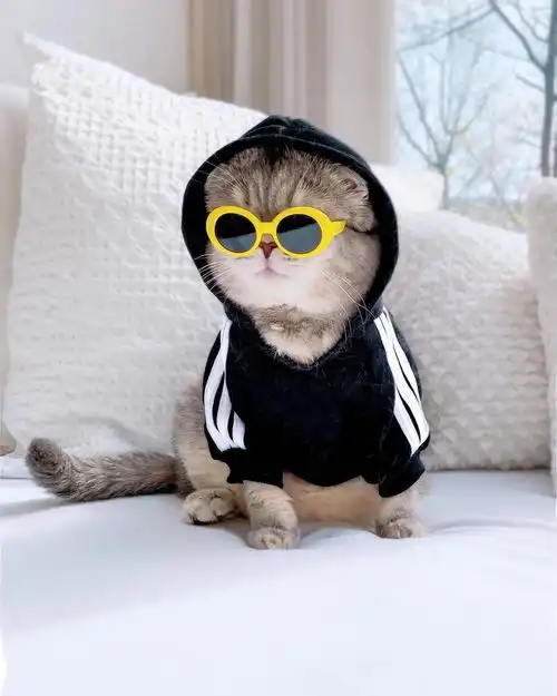 最潮最火的猫咪甜美与帅气的时尚穿搭,绝对是整条街最靓的仔