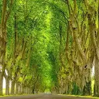 风景树图片头像图片唯美风景树景高清头像