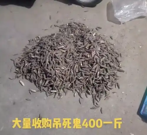 蓬莱这种虫子长得很恶心,有人收400一斤还有人说很好吃
