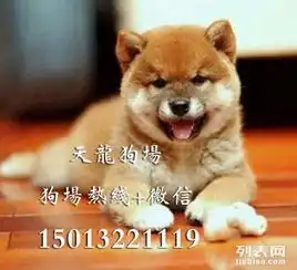 专业繁殖高品质赛级柴犬赛级日本柴犬幼犬纯种日系柴犬宠物狗