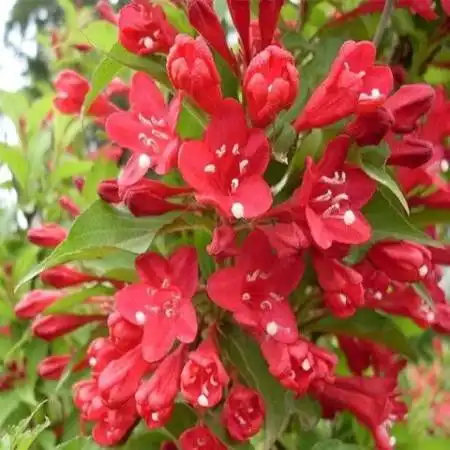 红王子锦带小苗耐寒耐旱锦带花苗绿化苗木植物工程苗庭院灌木花卉l