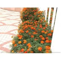 临沂市孔雀批发孔雀供应孔雀厂家网络114