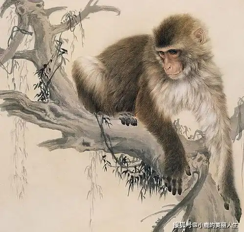 属猴人从几岁开始,清空坏运气,找回好福气,往后余生全是福