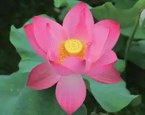 荷花开后西湖好丨今日入伏荷你清凉一夏