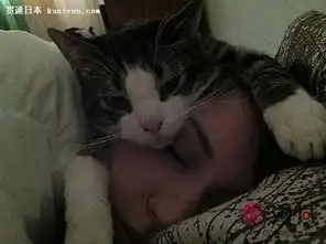 超新潮活体猫帽子一定要这么可爱吗