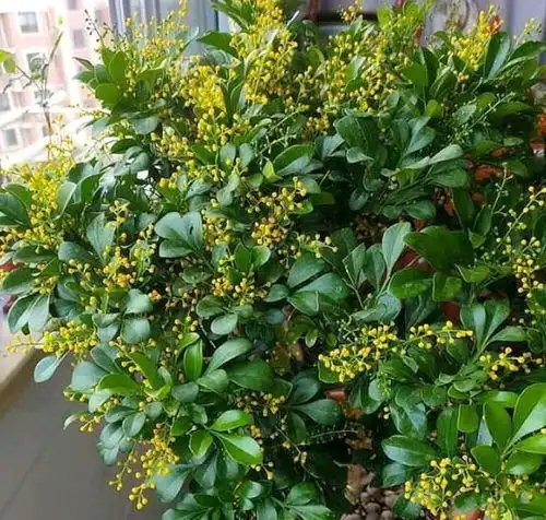 3种花养在家里,一整年都有好运气,日子红火财运滚滚,好看极了