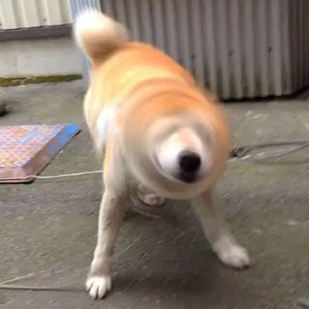教你分清狗狗的身体语言,狗狗甩头杀到底是卖萌,还是在求救