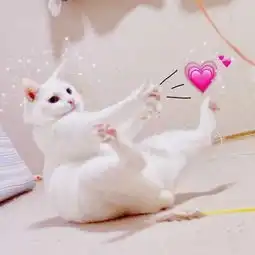 猫咪情侣头像一对搞怪霸气付出了很多还是一无所有