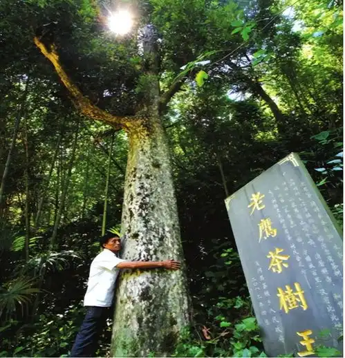 广元青川县十大最美古树名木你见过多少