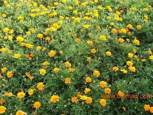想买实惠的孔雀草,就到洺瑜花卉苗木青州孔雀草批发,想买实惠的孔雀草,就到洺瑜花卉苗木青州孔雀草批发生产厂家,想买实惠的孔雀草,就到洺瑜花卉苗木青州孔雀草批发价格