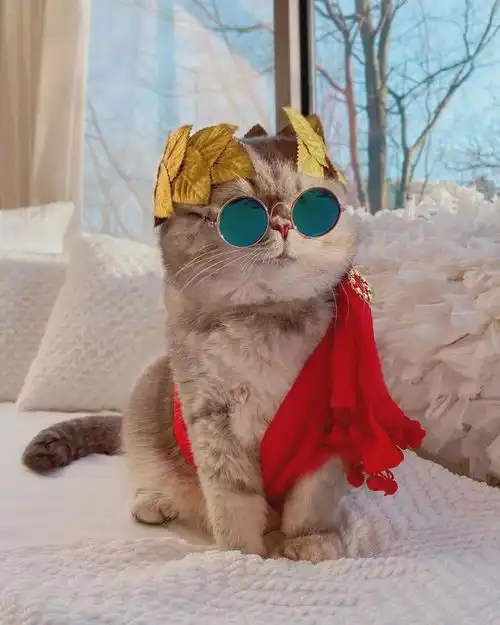 最潮最火的猫咪甜美与帅气的时尚穿搭,绝对是整条街最靓的仔