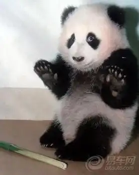 熊猫社区图片集锦