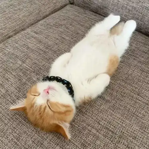 日本一小奶猫成精,睡姿萌化网友这猫怎么比我还像人