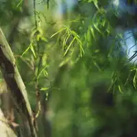 唯美绿色大树头像图片,森系适合绿色环保专用
