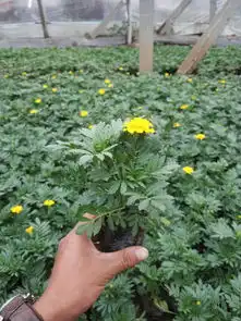 潍坊专业的孔雀草提供商孔雀草基地