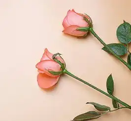 这生肖情商智商都高,不论男女,注定事事高人一筹,一生福禄不缺