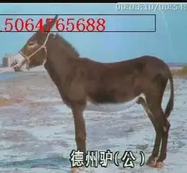 供山西肉驴养殖山西肉驴价格山西养驴场山西肉驴