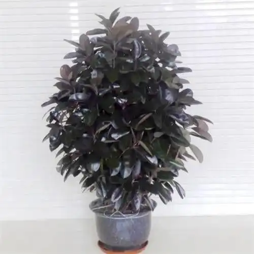 南翔镇绿植租赁服务周到
