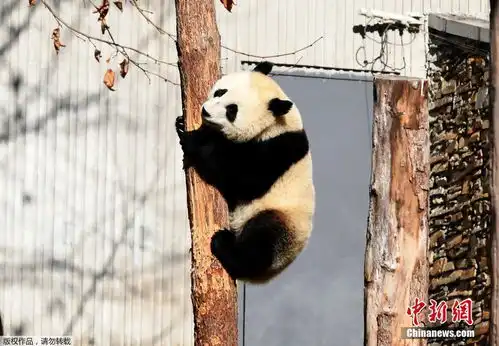 大熊猫冬日卖萌憨态可掬