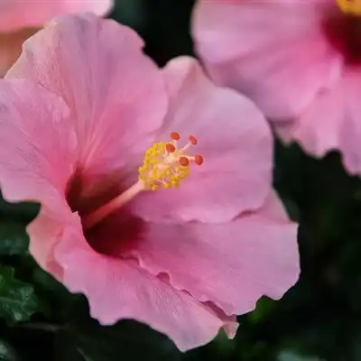 芙蓉花微信头像图片送给酷爱花朵的朋友们