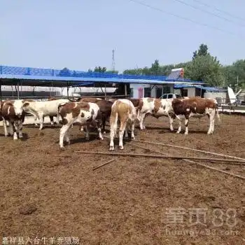 青岛肉牛养殖场佛山毛驴养殖技术-黄页88网