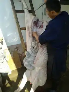 过徽州年杀皖南黑猪