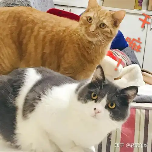 猫舍里一直没卖掉的猫会怎么处理
