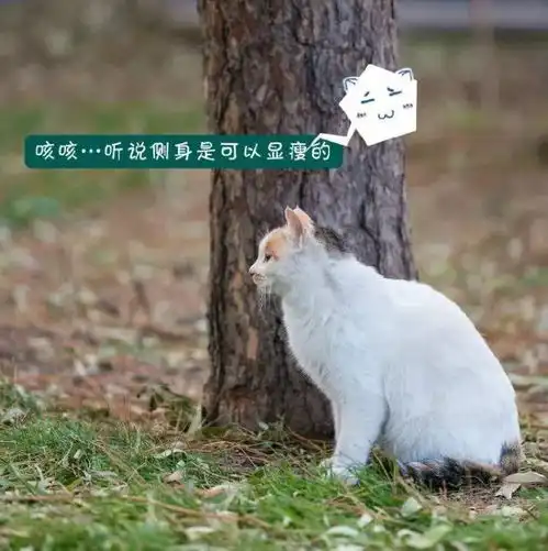 歪,妖妖灵吗,有人在故宫里聚众吸猫