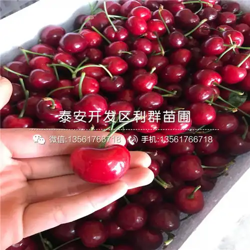 蛇果苹果苗价格-黄页88网